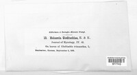 Melasmia gleditschiae image